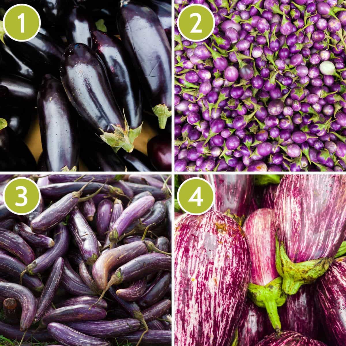 Collage of 4 photos showing different types of eggplant: Globe, Indian, Japanese and Fairy Tale