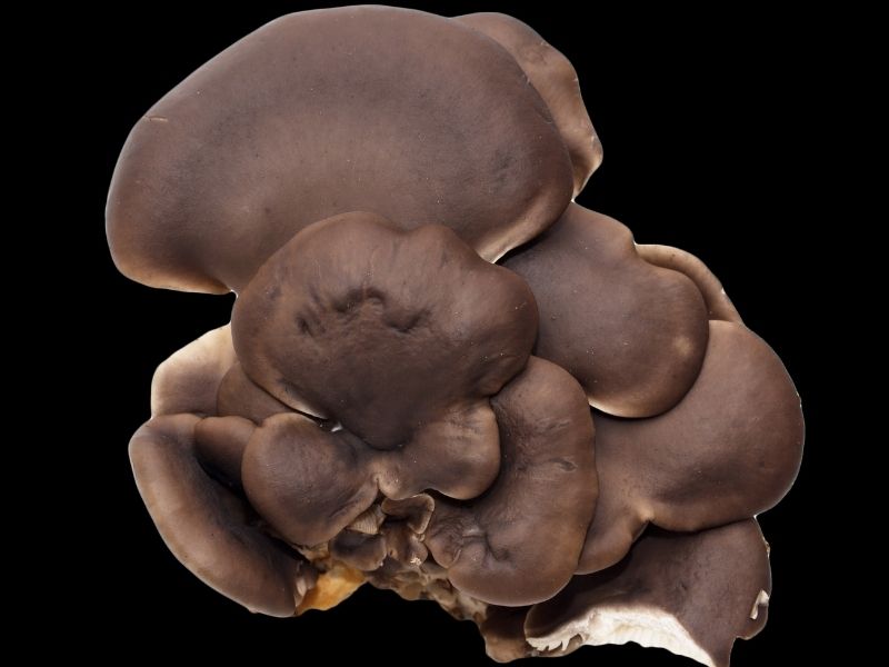 dark brown almost black oyster mushrooms