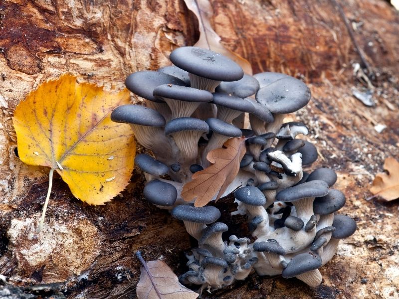 dark blue oyster mushrooms on a tree branch