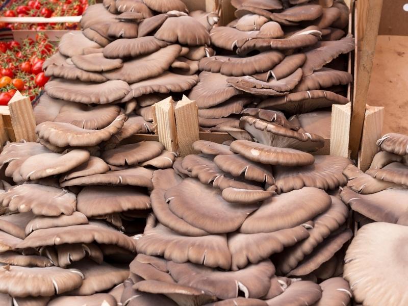 Clusters of brown oyster mushrooms in wooden baskets