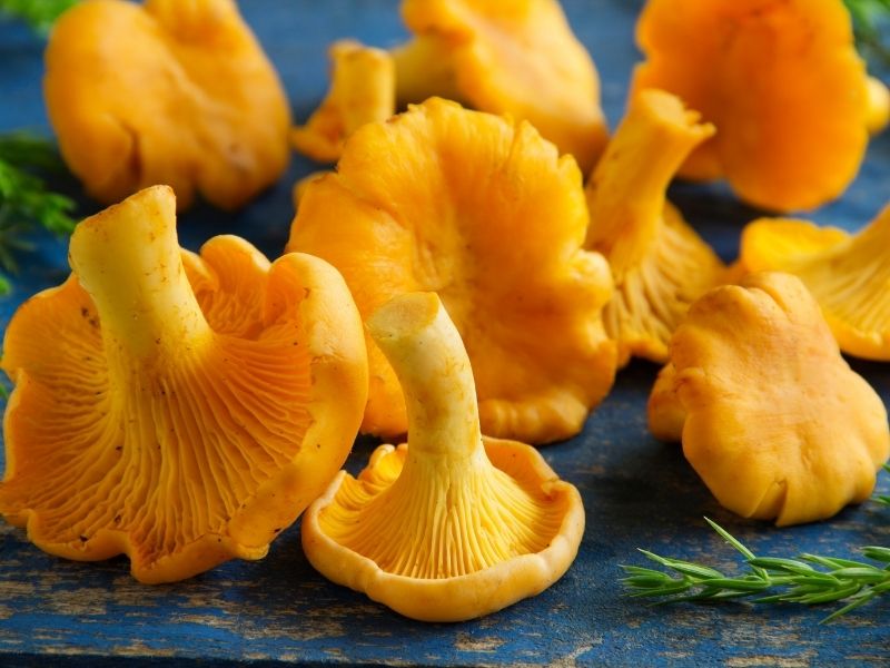 Vibrant yellow mushrooms