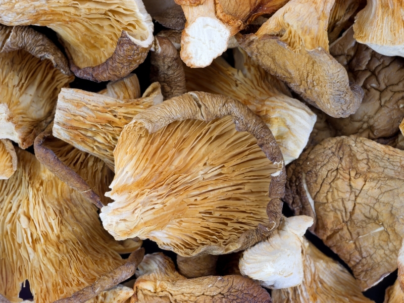 dried peal oyster mushrooms