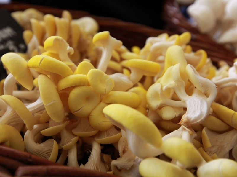 Bright yellow oyster mushrooms in a bacsker