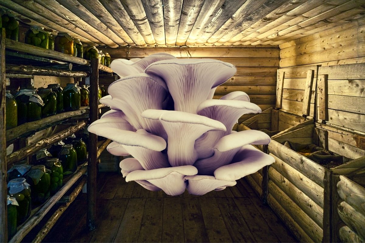 Oyster mushroom in the middle of a wooden storage