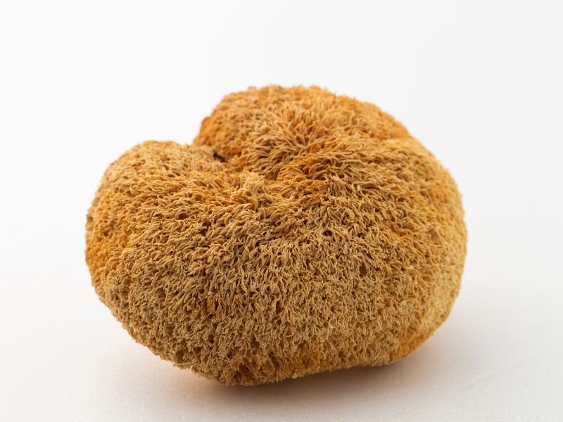 A mushroom that looks like a sponge