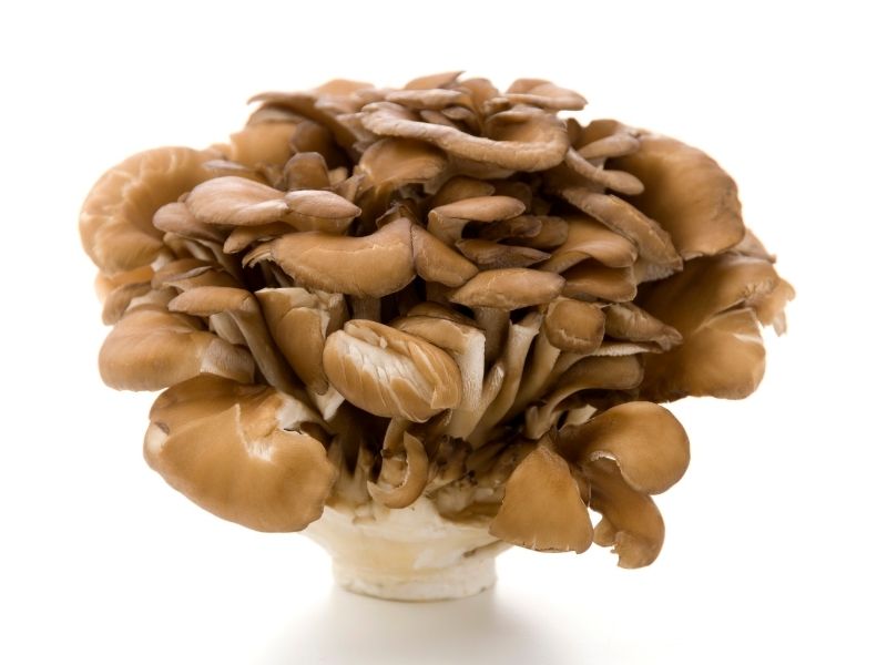 A cluster of brown mushrooms