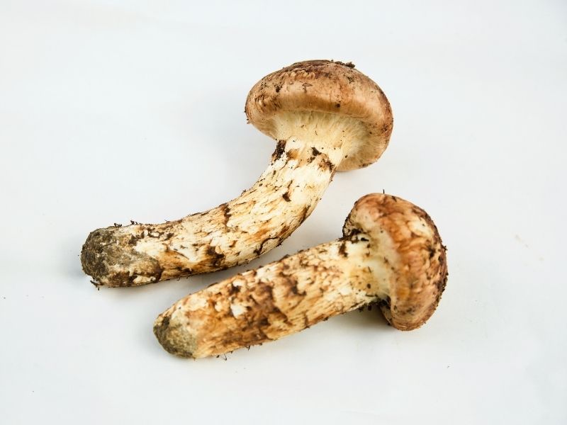 2 brown mushroom