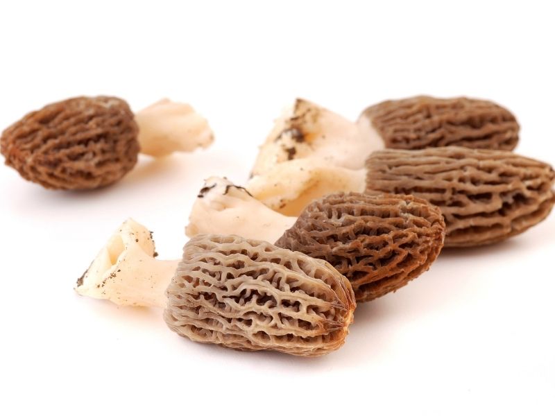 Mushrooms with white stem and dark brown curly caps