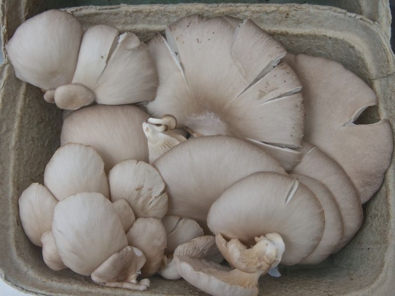 white oyster mushrooms in paper box