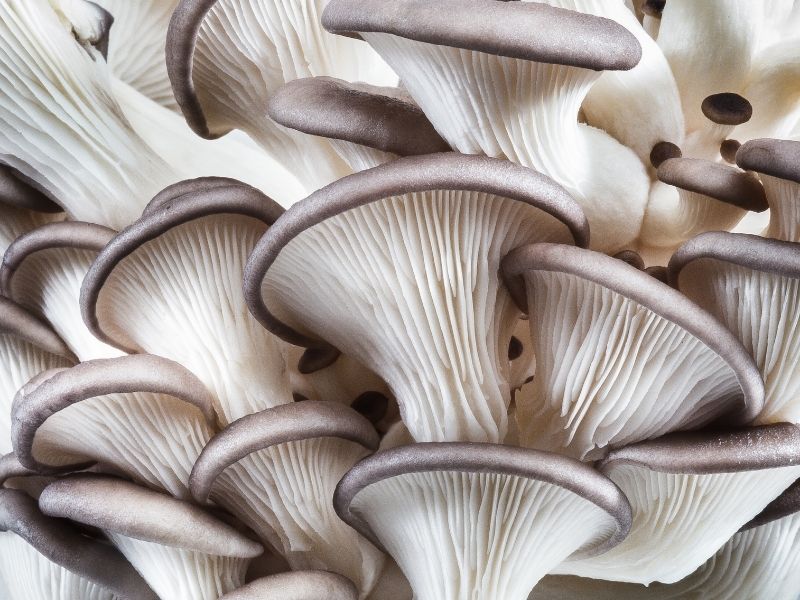 a cluster of pearl oyster mushrooms with white gills and brown cap