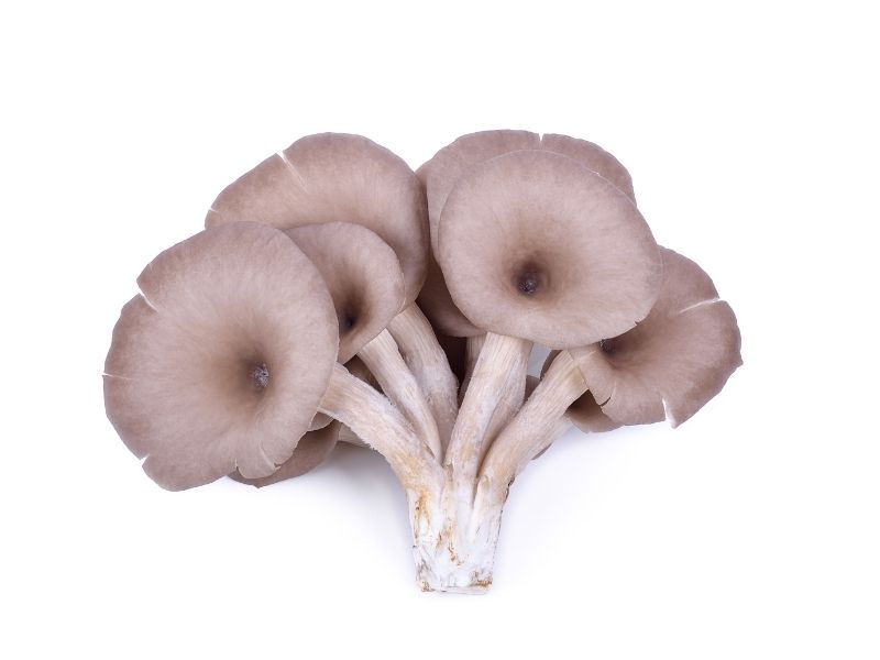 A bunch of brownish oyster mushrooms