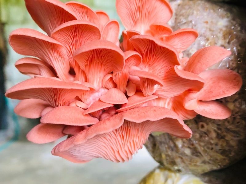 vibrant pink oyster mushrooms on a tree branch
