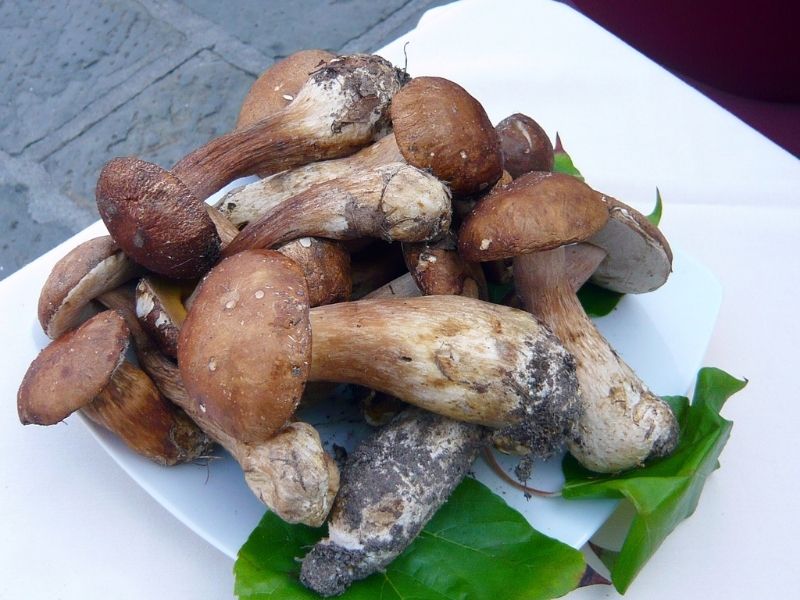 A handful of mushrooms on a white plate