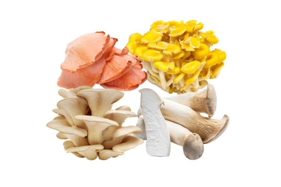 Colorful mushrooms in a collage pink yellow and light brown