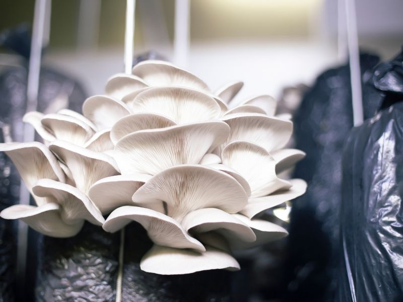 White pearl oyster mushrooms are growing out of a black plastic bag