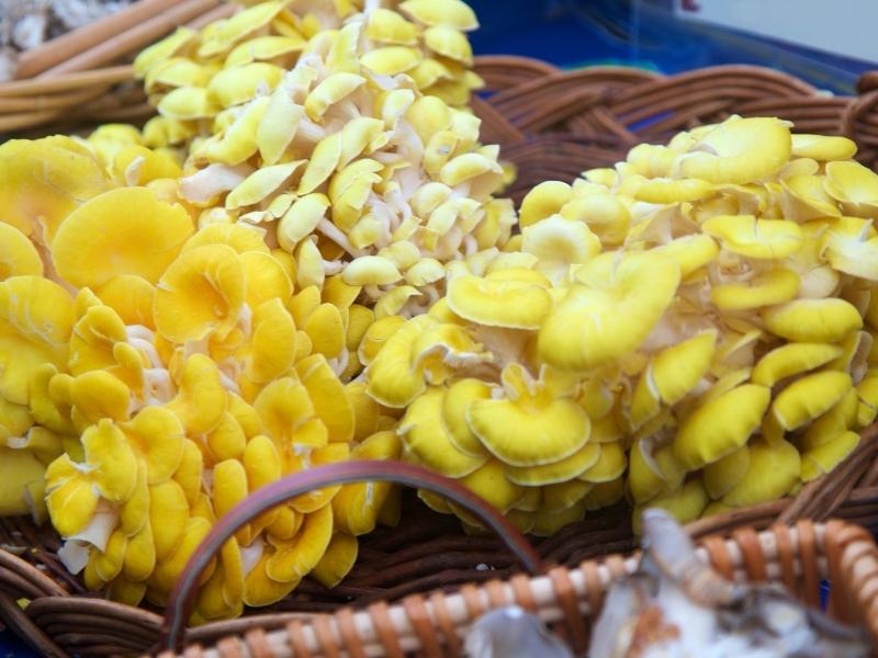 Clusters of yellow oyster mushrooms in a basket