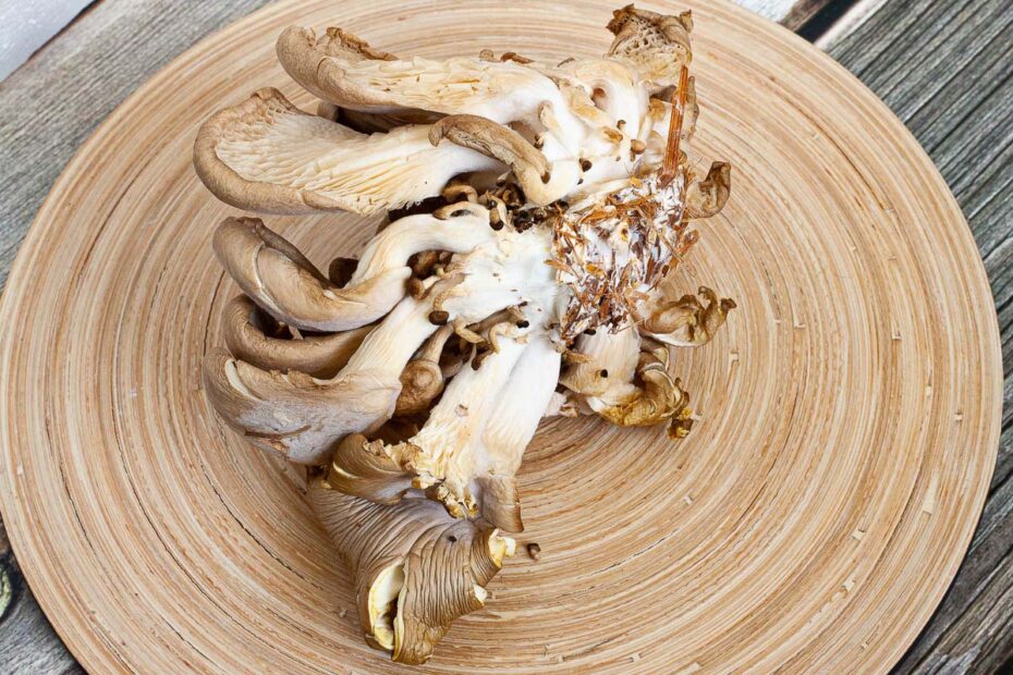 5 Ways to Store Oyster Mushrooms Properly - My Pure Plants