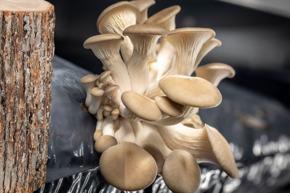 Pearl oyster mushrooms are growing out of a bag plastic bag