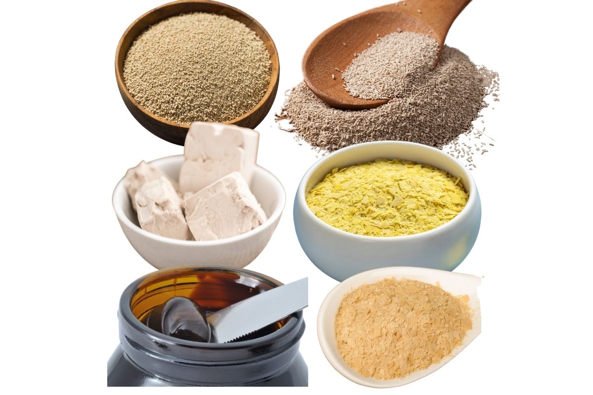 Is Yeast Glutenfree? All Types Reviewed! (2022) My Pure Plants