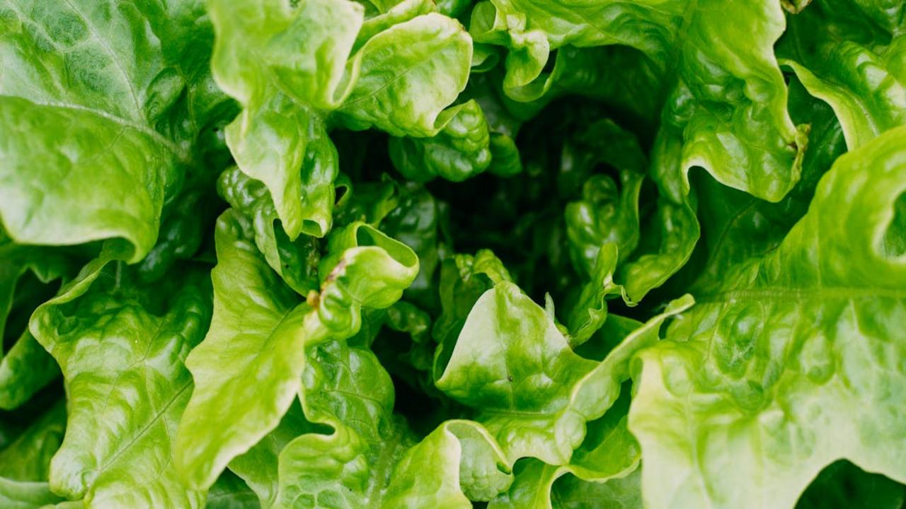 Vibrant close-up of fresh green lettuce leaves in a garden, highlighting details.