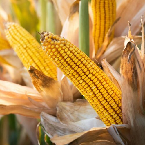 Corn