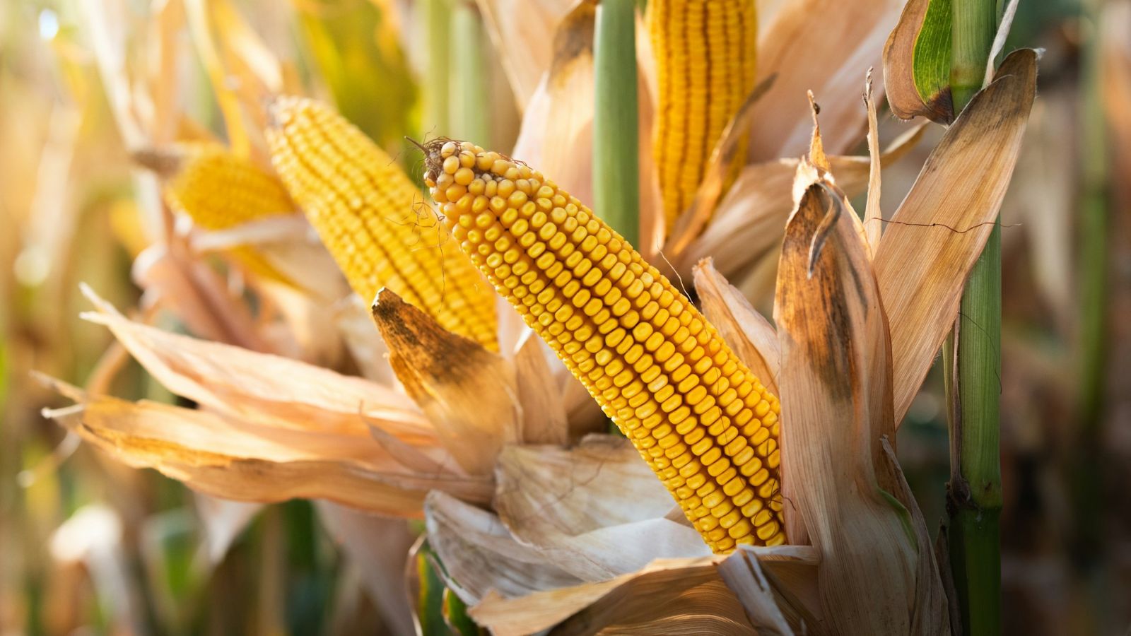 Corn Prices May Drop Just As Comfort Food Season Begins
